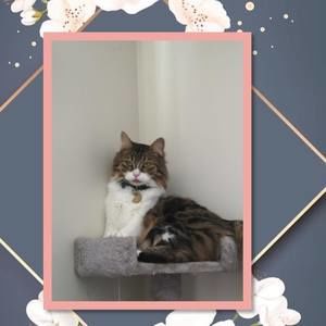 Meet your Posher, Simone lindsey